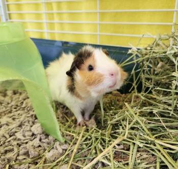 Rescue Guinea Pig Guinea Pigs for Adoption in Healdsburg, California - Tuffnut | PetCurious